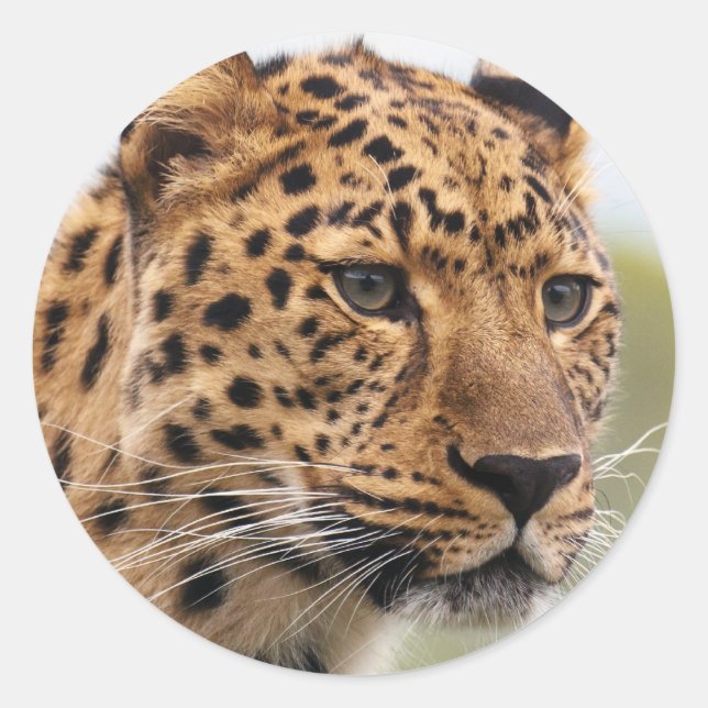 Adesivo Redondo Foto de Leopard (Frente)