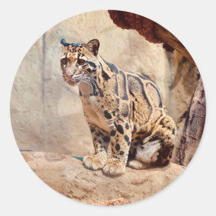 Adesivo Redondo foto de leopardo nebuloso na natureza