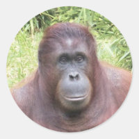 Foto de Retrato Animal Orangutan