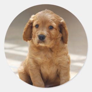 Adesivo Redondo Foto de Retrato de Puppy
