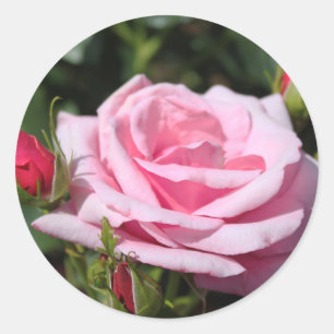 Adesivo Redondo foto de rosa perfeita e linda com botões