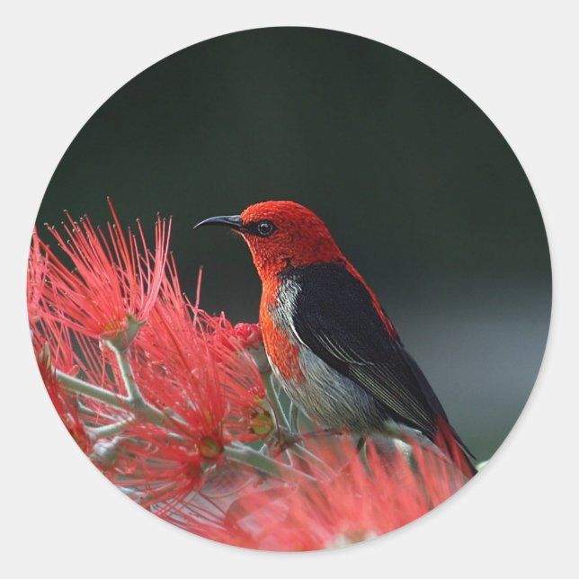 Adesivo Redondo Foto de Scarlet Honeyeater (Frente)