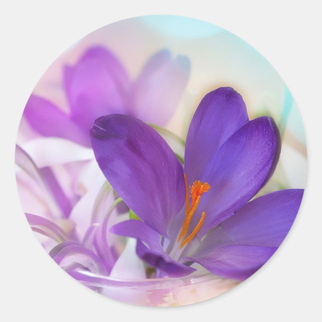 Adesivo Redondo Foto de um Bonito Primavera-Crocus Roxo (Frente)