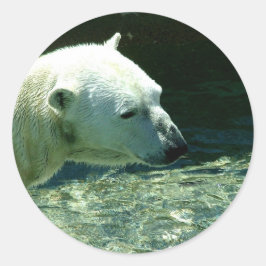 Adesivo Redondo Foto de Urso Polar
