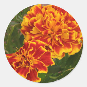 Adesivo Redondo Foto do Jardim de Greve de Marigolds Laranja