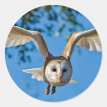 Foto do Voo Barn Owl