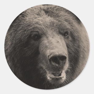Adesivo Redondo Foto dos animais selvagens do urso de urso de