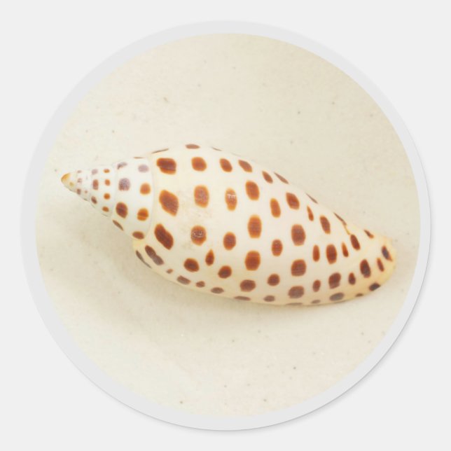 Adesivo Redondo Foto Elegante Tropical Junonia Florida Beach Shell (Frente)