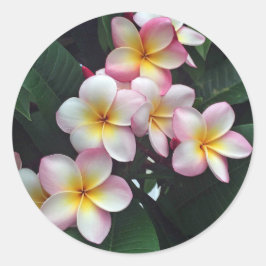 Adesivo Redondo Foto Floral bonito de Plumeria Rosa e Amarela
