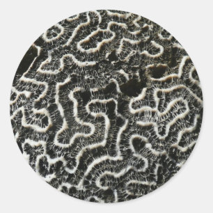 Adesivo Redondo Foto natural do Abstrato do Coral Negro e Branco I
