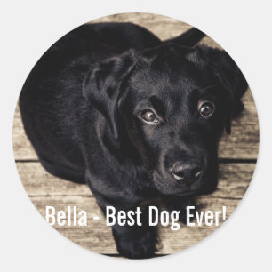 Adesivo Redondo Foto personalizada do cão preto no laboratório e n