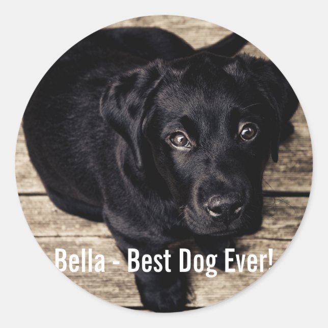 Adesivo Redondo Foto personalizada do cão preto no laboratório e n (Frente)