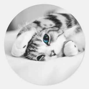 Adesivo Redondo Foto preta e branca de um gato