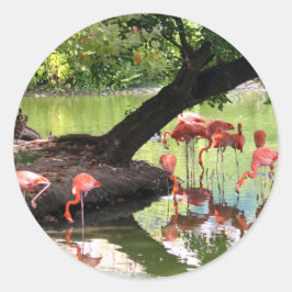Adesivo Redondo Foto rosa Flamingo Flock Wildlife