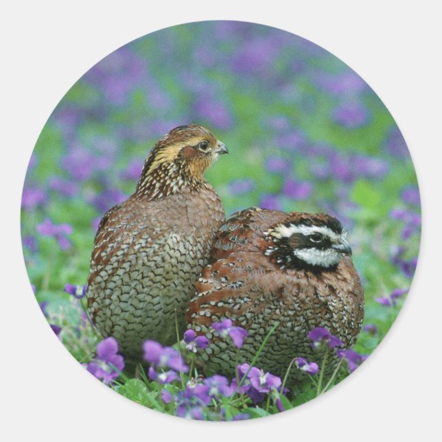 Adesivo Redondo Fotografia Bobwhite Quail (Frente)