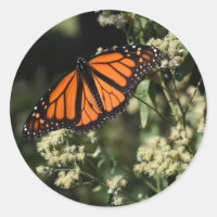 Fotografia da Borboleta Negra Laranja