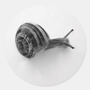 Adesivo Redondo Fotografia da Natureza de Caracol de Jardim