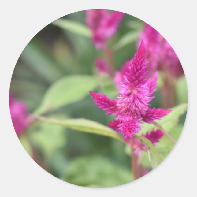 Adesivo Redondo Fotografia de Flores Rosa Celosia Garden Nature (Frente)