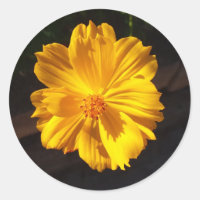 Fotografia de macro de ouro Flor