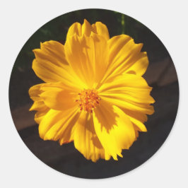 Adesivo Redondo Fotografia de macro de ouro Flor