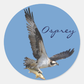 Adesivo Redondo Fotografia de Osprey Voadora e Fish Willife