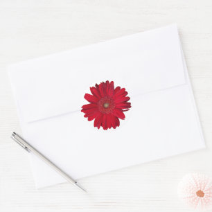 Adesivo Redondo Fotografia do Red Gerber Daisy Close