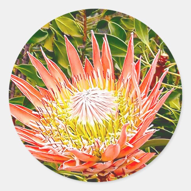 Adesivo Redondo Fotografia floral australiana Protea (Frente)