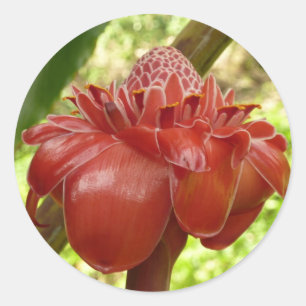 Adesivo Redondo Fotografia Tropical do Flor Vermelho Torch Ginger