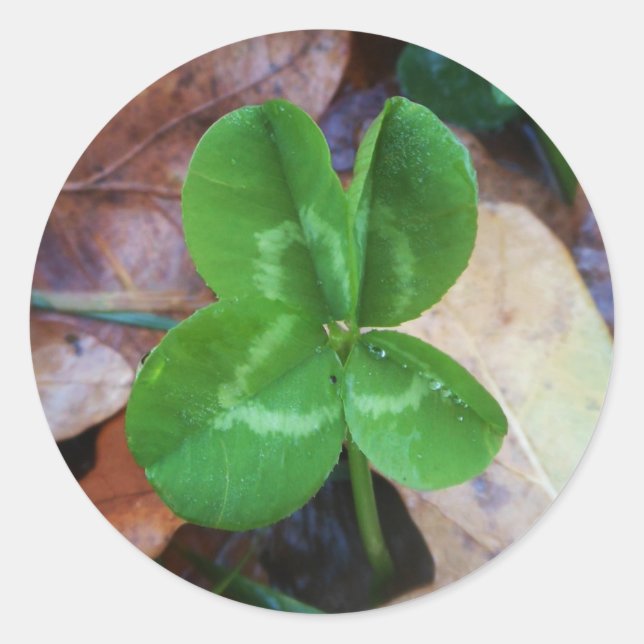 Adesivo Redondo Four leaf clover Sticker  (Frente)