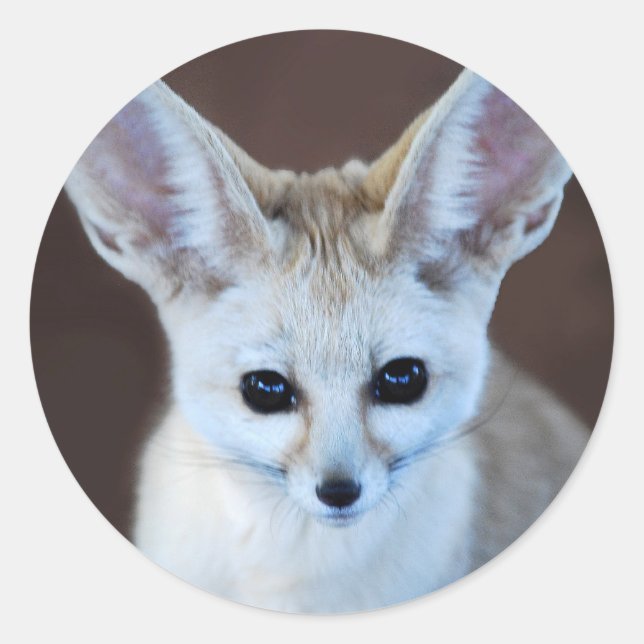 Adesivo Redondo Fox Futest Fennec do Mundo (Frente)