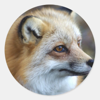 Adesivo Redondo Fox Sticker