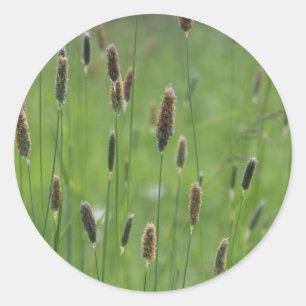 Adesivo Redondo Foxtails de prado