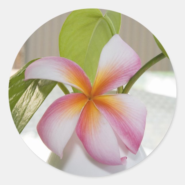 Adesivo Redondo Frangi Panni (Frente)