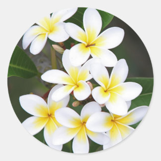 Adesivo Redondo Frangipani