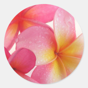 Adesivo Redondo Frangipani cor-de-rosa