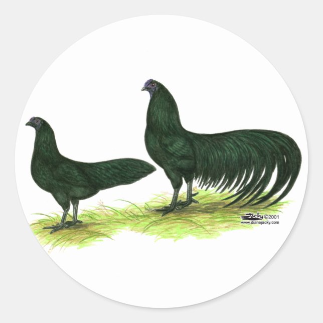 Adesivo Redondo Frangos Pretos de Sumatra (Frente)