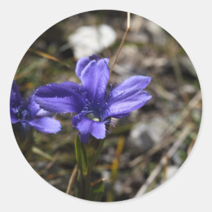 Adesivo Redondo Fringed Gentian