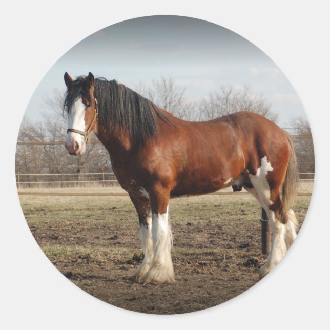 Adesivo Redondo fronteira negra do clydesdale (Frente)