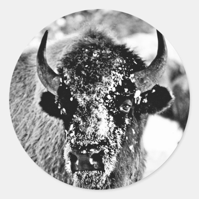 Adesivo Redondo Frosty Yellowstone Bison (Frente)