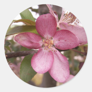 Adesivo Redondo Fruta