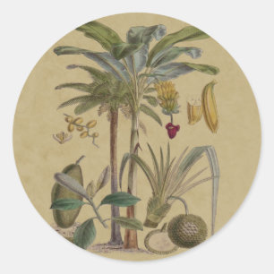 Adesivo Redondo Fruta Tropical Botânica de Palm