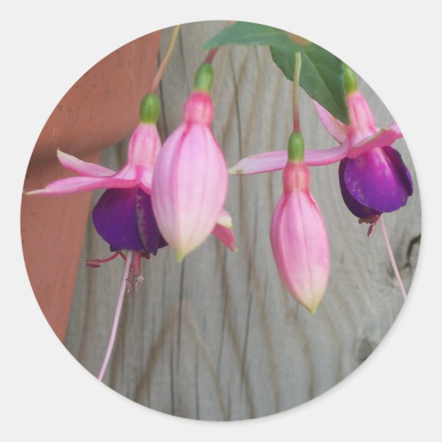 Adesivo Redondo Fuchsia Stickers (Frente)