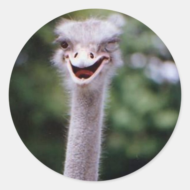 Adesivo Redondo Funny Ostrich (Frente)