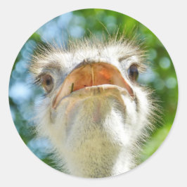 Adesivo Redondo Funny Ostrich - Sticker