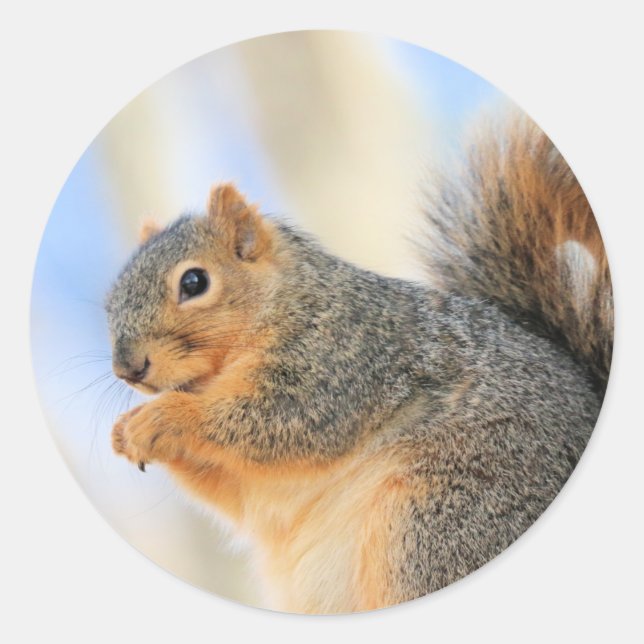 Adesivo Redondo Furball de hoje (Frente)