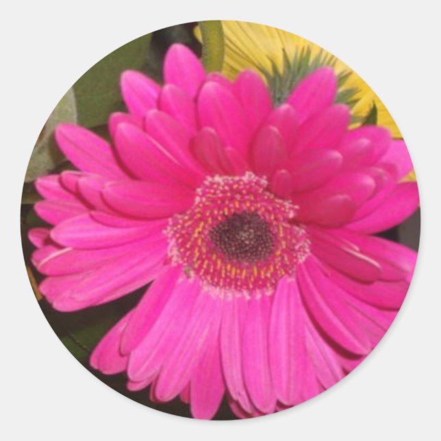 Adesivo Redondo Fuschia Gerbera Daisy Sticker (Frente)