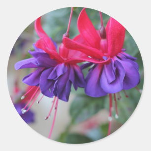 Adesivo Redondo Fuschias fabuloso