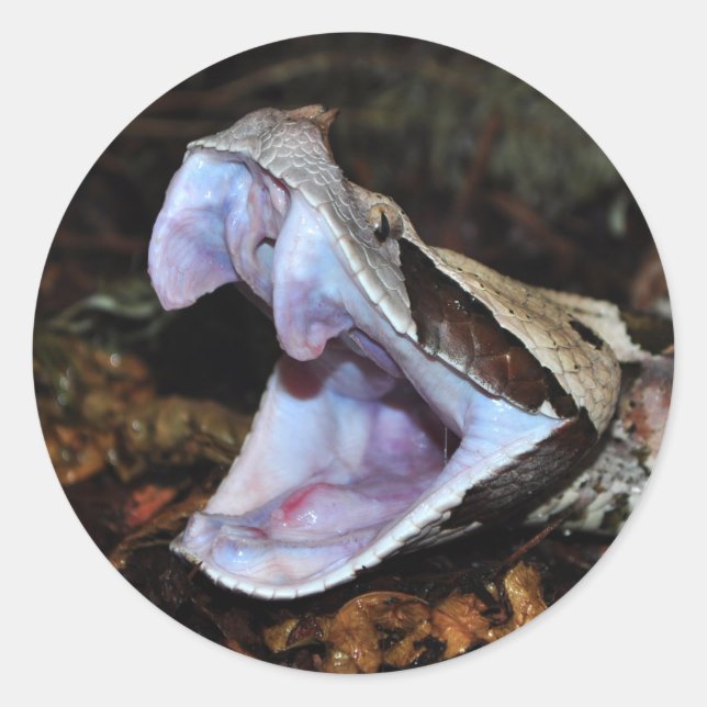 Adesivo Redondo Gaboon viper (Frente)