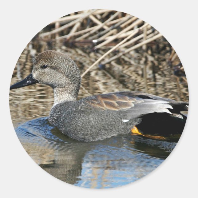 Adesivo Redondo Gadwall Drake (Frente)