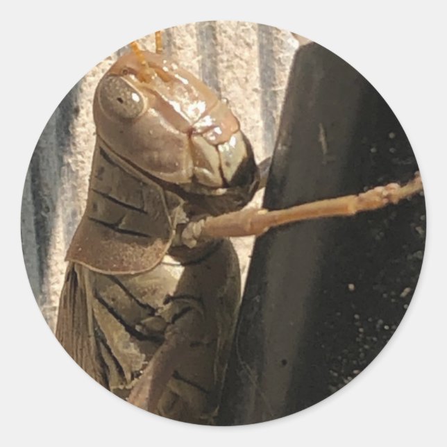 Adesivo Redondo Gafanhotos (Frente)